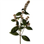 herb1