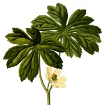 herb2-1