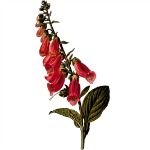 herb3