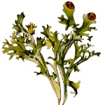 herb4