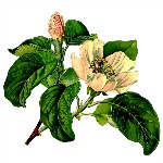 herb5