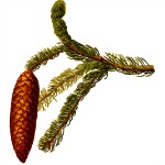 herb6